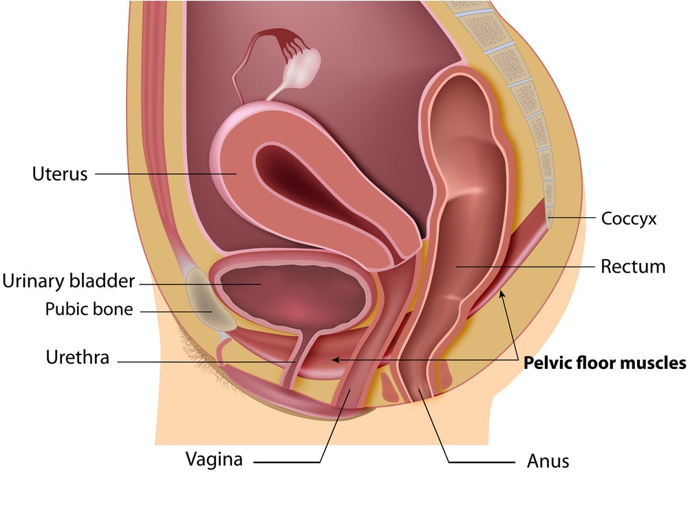 Pelvic-organs